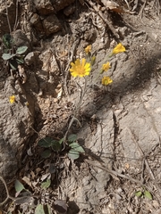 Hieracium maculatum