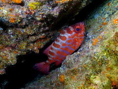 Heteropriacanthus fulgens