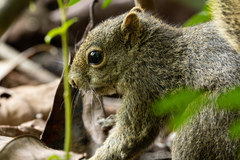 Sciurus aestuans ingrami
