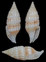 Vexillum johnsoni