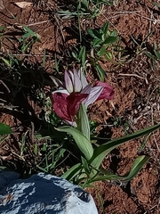 Bilamellaria