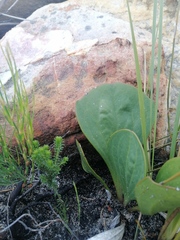 Mairia coriacea