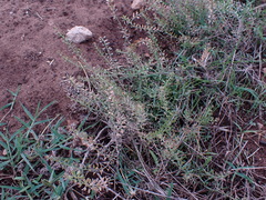 Lepidium bonariense