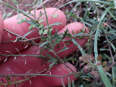 Lepidium bonariense