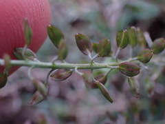Lepidium bonariense