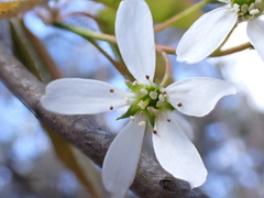 Amelanchier
