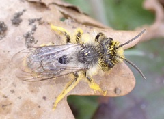 Andrena