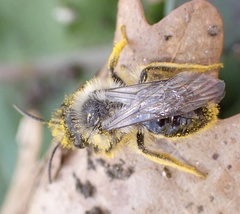 Andrena
