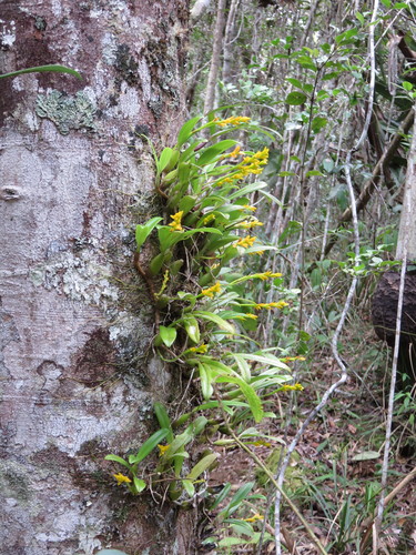 Bulbophyllum auriflorum