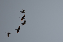 Orthopsittaca manilatus