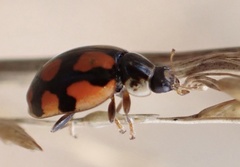 Adalia decempunctata