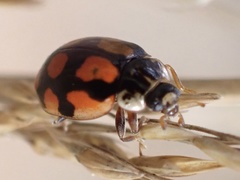 Adalia decempunctata