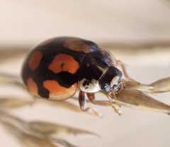 Adalia decempunctata