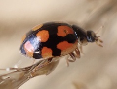 Adalia decempunctata