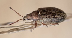Phyllobius
