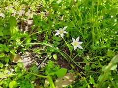 Ornithogalum navaschinii