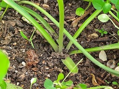 Ornithogalum navaschinii