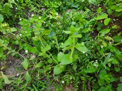 Veronica crista-galli