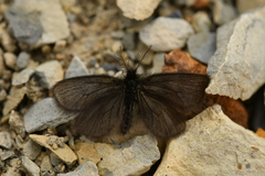 Heterogynis penella