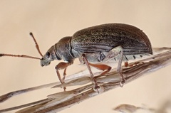 Phyllobius