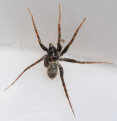 Pardosa valens