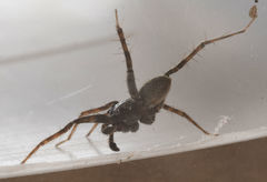 Pardosa valens