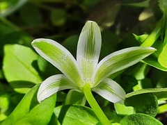 Ornithogalum navaschinii