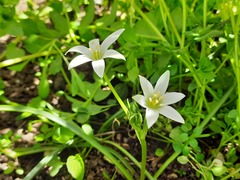 Ornithogalum navaschinii