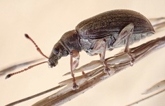 Phyllobius