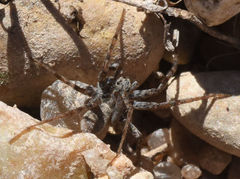 Pardosa valens