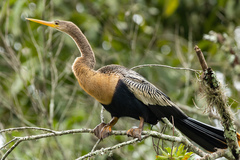 Anhinga anhinga