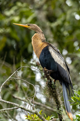 Anhinga anhinga