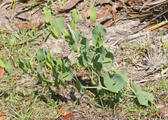 Baptisia perfoliata