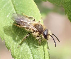 Andrena