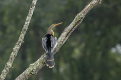 Anhinga anhinga