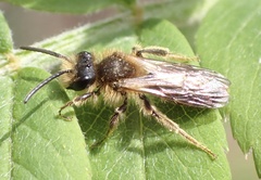 Andrena