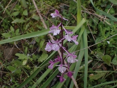 Orchis × sezikiana