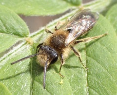 Andrena
