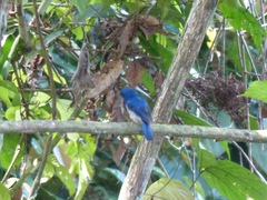 Cyornis