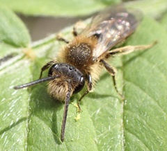Andrena