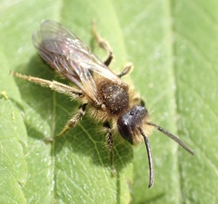 Andrena