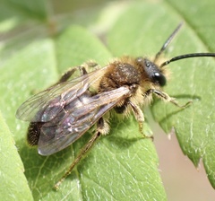 Andrena