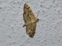 Haritalodes