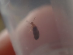 Anaspis maculata
