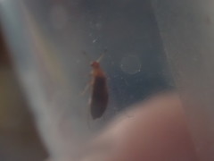 Anaspis maculata