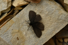 Heterogynis penella