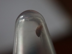Anaspis maculata