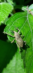 Cryptoderma