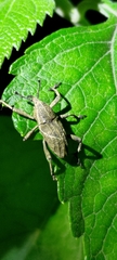Cryptoderma