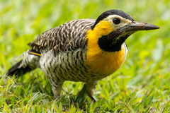 Colaptes campestris campestris